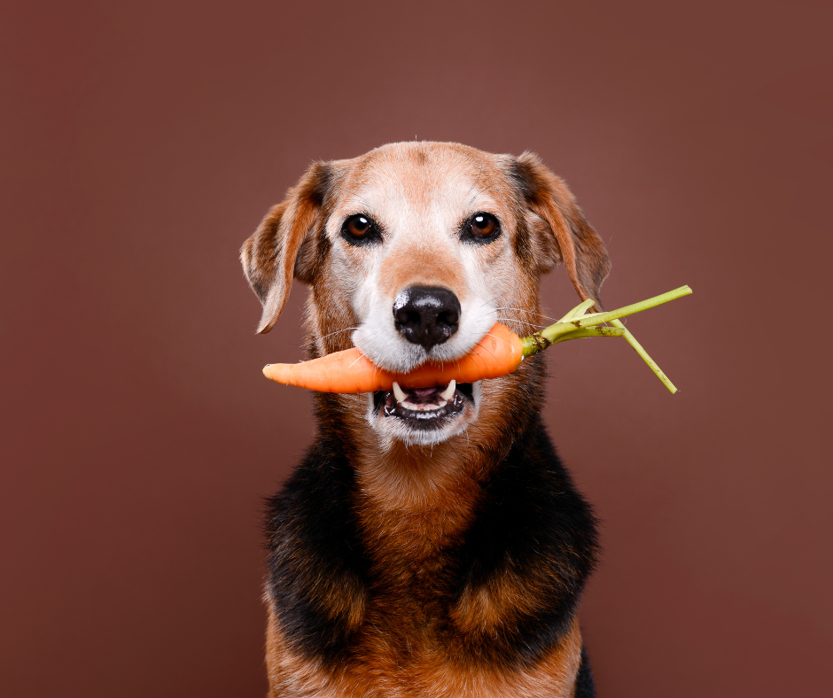 The Definitive Guide to Plant-Based Diets for Dogs: Everything You Need to Know