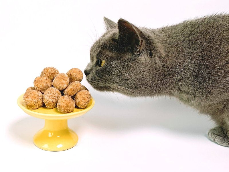 Switch From Kitten Food to Cat Food With More Protein