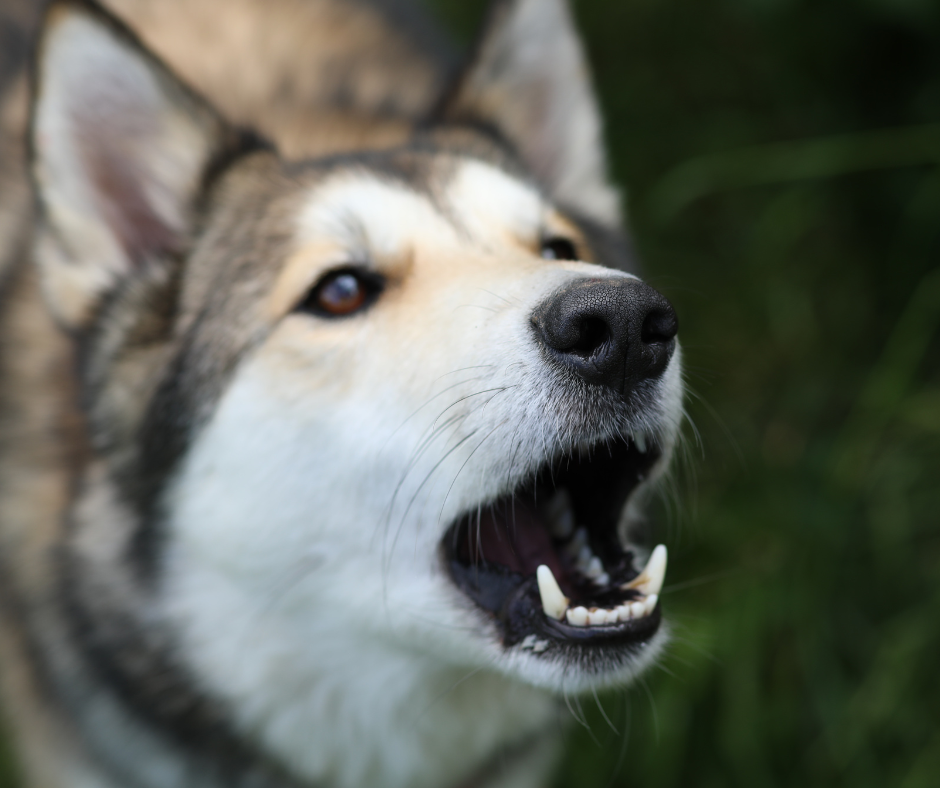 The Science Behind Why Your Dog Keeps Barking and How to Stop It