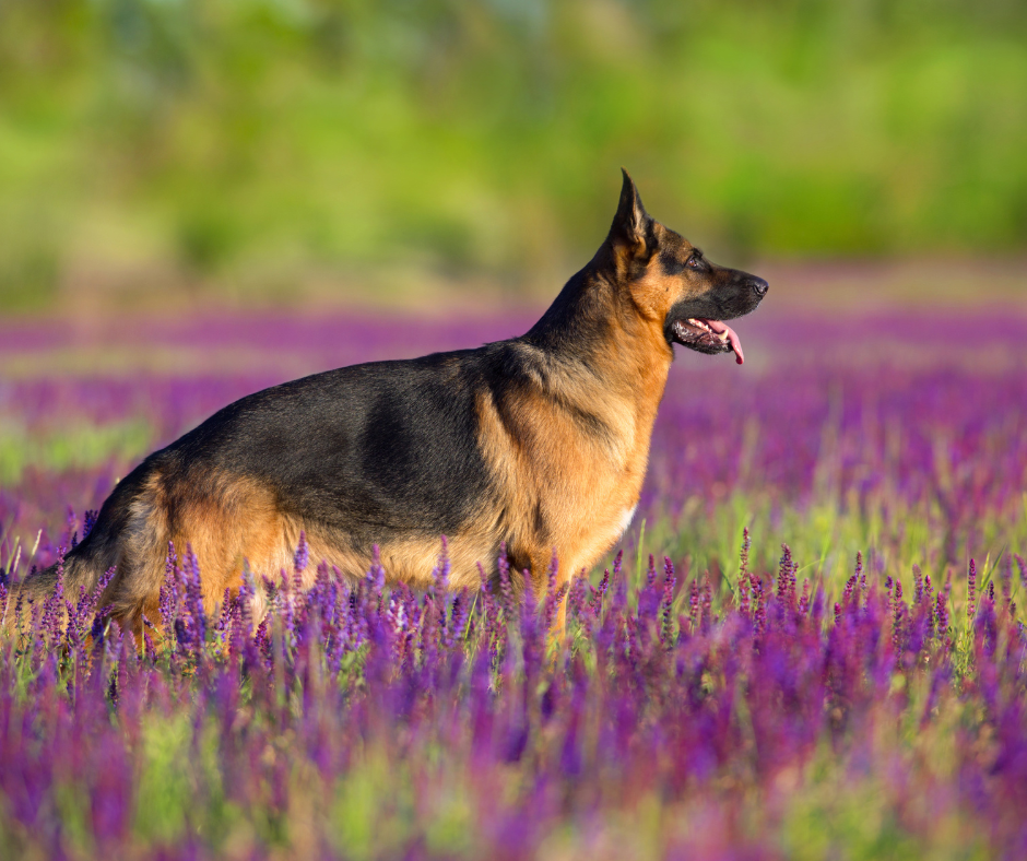 Things You Didn't Know About German Shepherd Dogs
