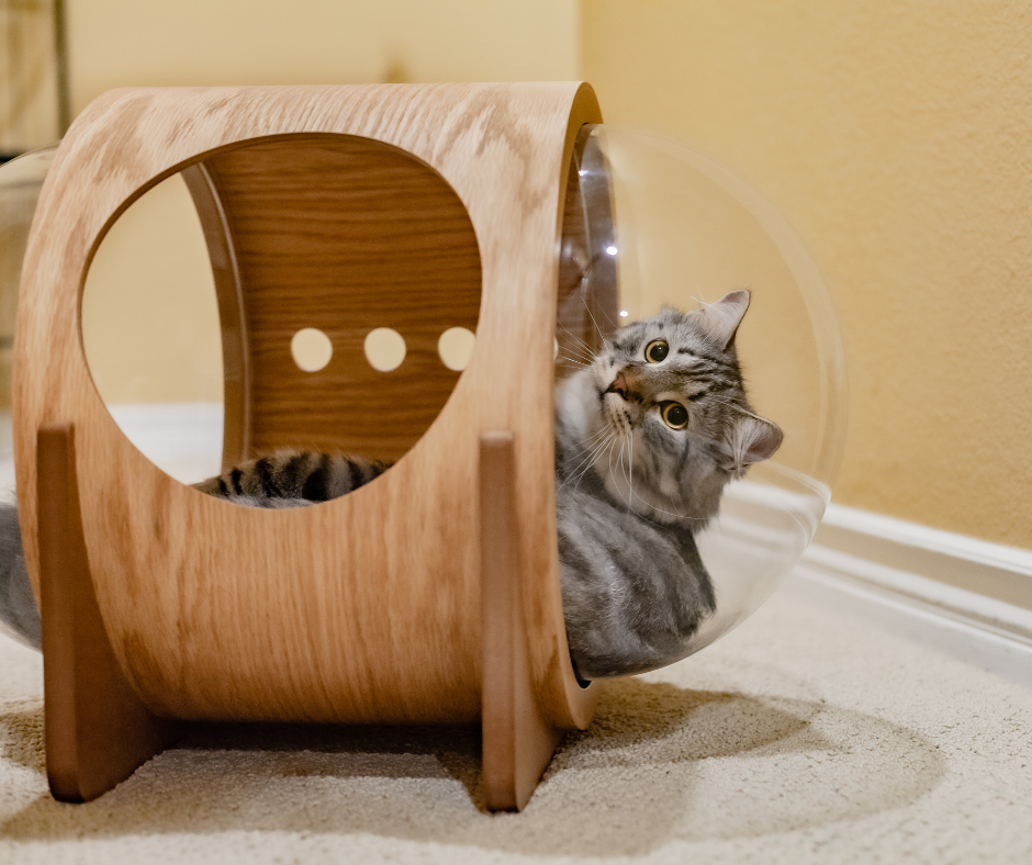 Sustainable Cat Products for Conscious Pet Owners