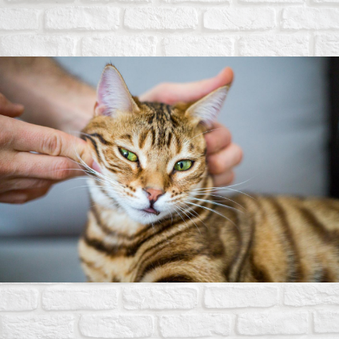 Which types of cats are hypoallergenic?