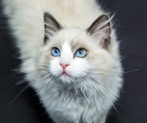 The Most Famous Cats In The US