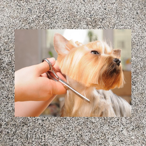 The Art Of Dog Grooming!
