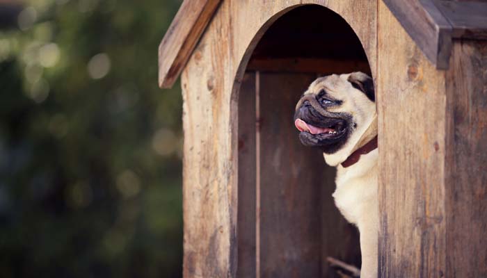 5 Great Tips On Building A Pet House