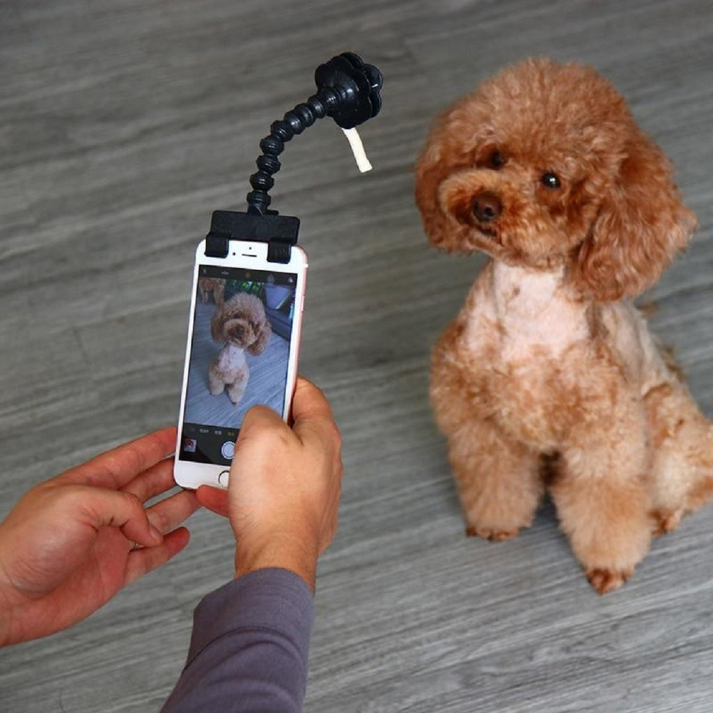 This is How to Take Better Photos of Your Pet