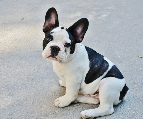 The Lovely Frenchie Bulldogs