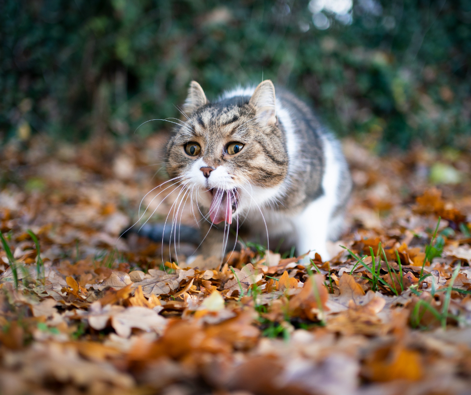 What Are the Symptoms and Causes of Cat Vomiting?