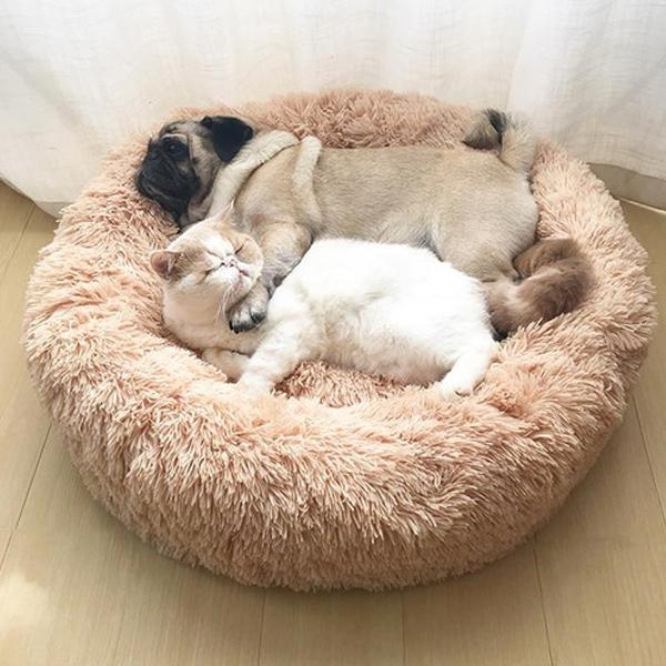 What are the best beds for dogs?