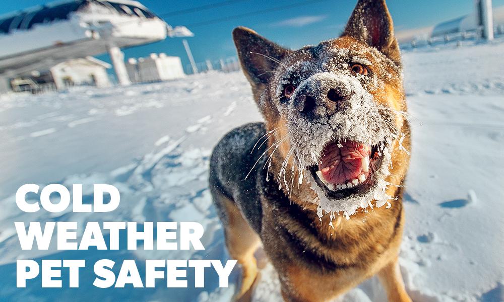 Pet Safety in Winter
