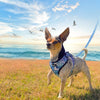 Beach Vibes Adjustable Dog Harness