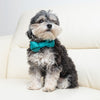 Turquoise silk dog collar & bow tie